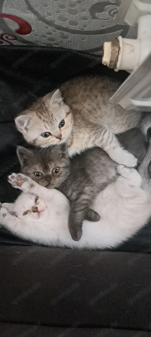 BKH Katze 4 Monate alt