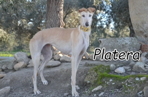  Möchten Sie dieser besonderen Galga ein Zuhause schenken und ihr die Welt zeigen?