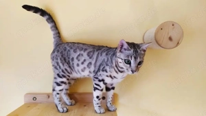 Die Kleinen sind bestens sozialisiert und bereit, in ein neues Zuhause umzuziehen.