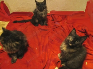 Maine Coon Kätzchen 3 Monate alt zu verkaufen.