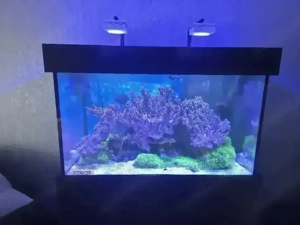 Aquarium   Meerwasser 