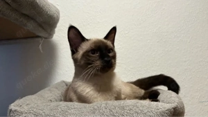 Siamkitten Kitten Siam reinrassiges Siam Katzenbaby Kater 