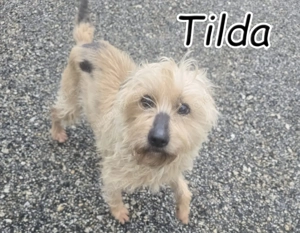 Wer möchte dieser tapferen kleinen Hündin zeigen, dass nun endlich die schönen Zeiten beginnen?