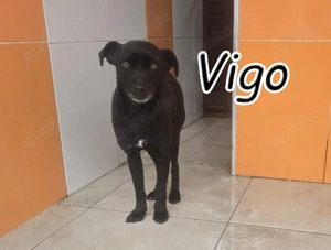 Wer möchte Vigo zeigen, wie sich ein echtes Zuhause anfühlt und mit ihm in ein neues Leben starten?