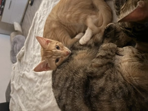 Zwei Kater in liebevolle Hände abzugeben 