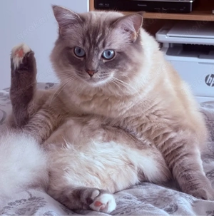 Wunderschöner Ragdoll Deckkater 