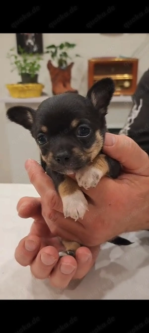 Chihuahua Welpen