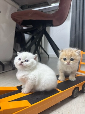 bkh kitten , brittisch kurz haare . kätzchen