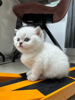 bkh kitten ,   RESERVIERT   brittisch kurz haare . kätzchen Bild 7