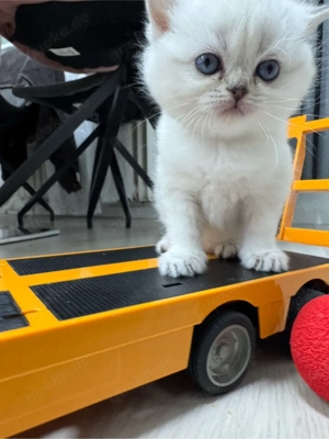 bkh kitten ,   RESERVIERT   brittisch kurz haare . kätzchen Bild 6