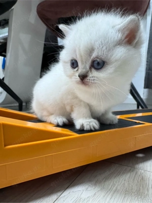 bkh kitten ,   RESERVIERT   brittisch kurz haare . kätzchen Bild 8