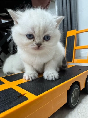 bkh kitten ,   RESERVIERT   brittisch kurz haare . kätzchen Bild 2