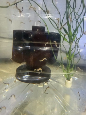 Meerwasser Erectus 1 Monate alt für 15  und 4 Monaten alt für 30   Futter Eier Artemia leben nur abh