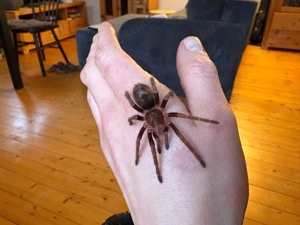 vogelspinnen euathlus truculentus blue