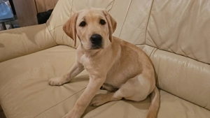 Reinrassiger Labrador Mädchen - Welpe