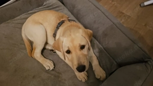 Reinrassiger Labrador Mädchen und Rüde - Welpe Bild 3