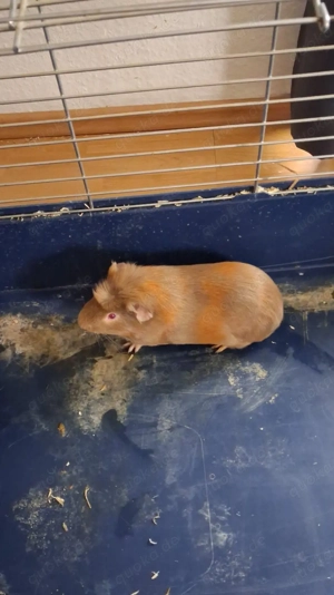 2 Meerschweinchen Jungs abzugeben 