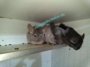 Chinchillas zur Abgabe  Bild 3