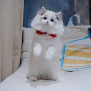    Ich bringe dir die bezaubernde Welt der Ragdolls      Zuhause für flausche, schlaffe und absolut 