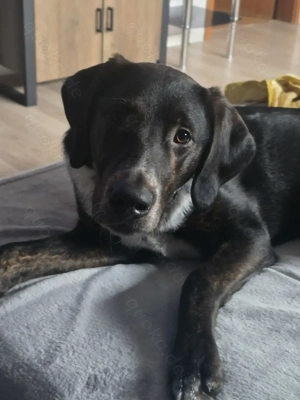 Dobermann Schweitzer Sennenhund mix 