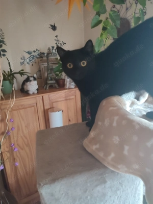 Katze Weibchen 1 Jahr 