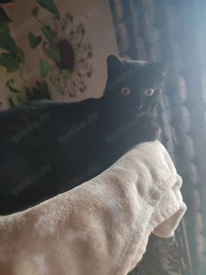 Dringend Katze Weibchen 1 Jahr 