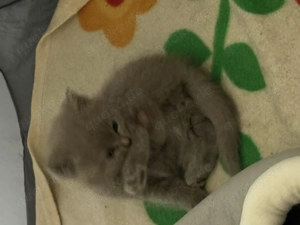 2. zuckersüsse BKH   BLH Kitten - lilac Mädchen 