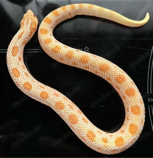 Heterodon Extrem Red Albino Conda het sable