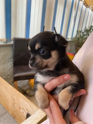 Chihuahua welpen