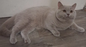 Lilac BKH Deckkater Blutgruppe B Bild 2