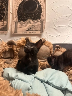 Hübsche schwarze OKH   Edelmix Orientalisch Kurzhaar Kitten (Ebony)
