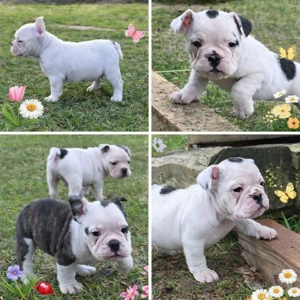 Dürfen ab 21.3. ausziehen New English Bulldog 
