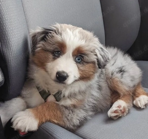 1 männlicher und 1 weiblicher Australian Shepherd-Welpe zur Adoption 