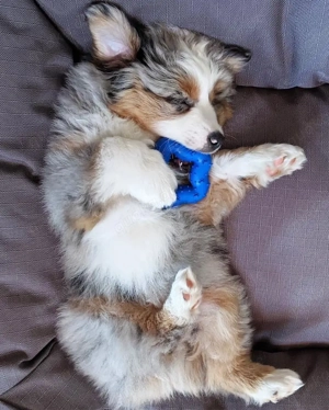 1 männlicher und 1 weiblicher Australian Shepherd-Welpe zur Adoption