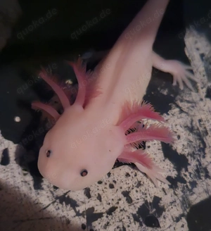 Junger Axolotl- Weißling