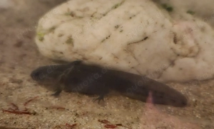 Axolotl Babys 