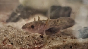 Axolotl Babys 