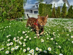 Deckkater XXL Bengal mit Stammbaum