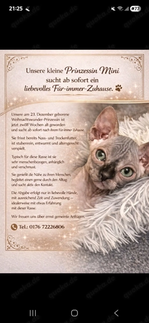 Sphynx Prinzessin Baby