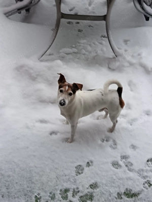 Jack Russell Terrier  Bild 3