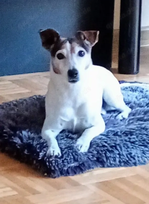 Jack Russell Terrier  Bild 4