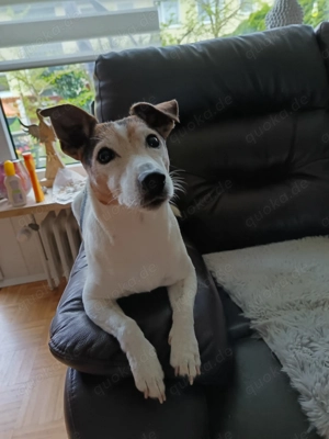 Jack Russell Terrier  Bild 6