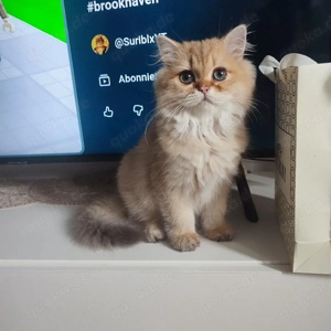 British Longhair Kater