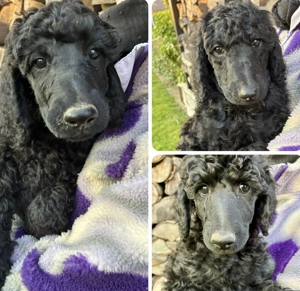 Großpudel  Königspudel reinrassig schwarz