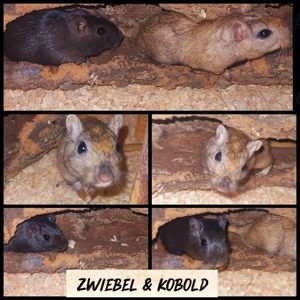 Rennmaus Duo Böckchen 