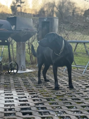 Labrador Hündin Cora 