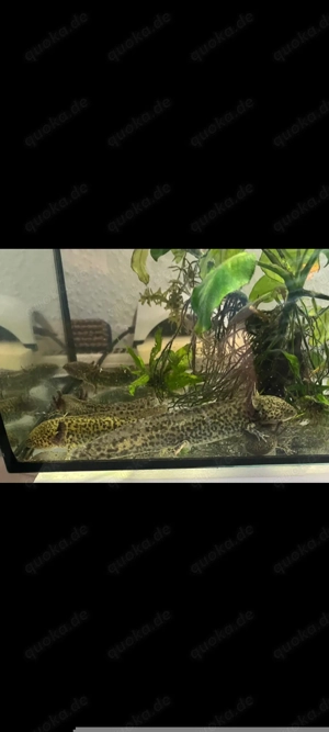Verkaufe fünf Axolotl 