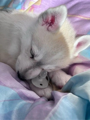 Husky welpen suchen ihr Zuhause 