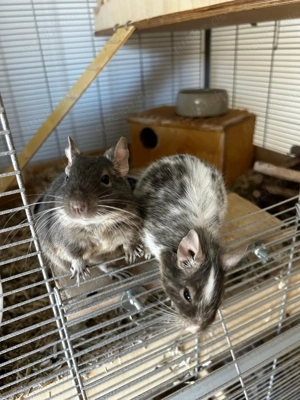 Handzahme männliche Degu-Geschwister suchen ein Zuhause