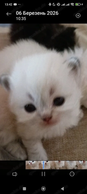 kitten reserviert bkh Junge  NY24  reinrassig Getiegert tabby golden bleck 